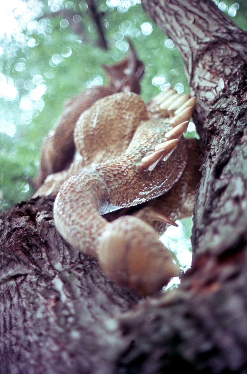 Bottom view of John Gardner’s Grendel dragon sculpture